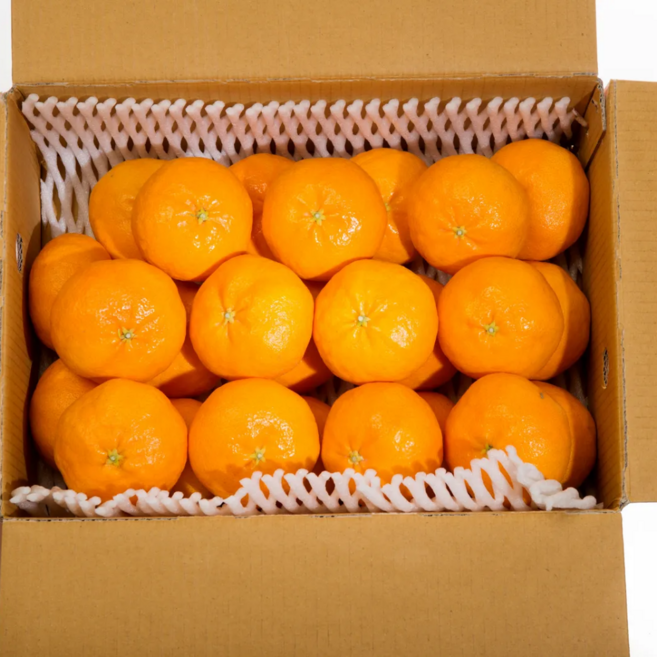 재구매율 1위 당도선별 제주 레드향 가정용, 1개, 1kg (소과)