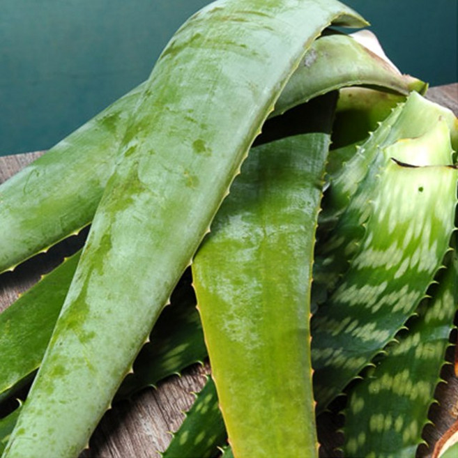 유기농 알로에 베라 사포나리아 3kg 5kg 농장직송, 1박스, 알로에베라 5kg(특)