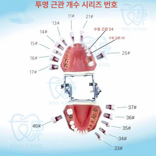 덴티폼 치과탐침 셀프치석제거 의자 스트랩 클립 테이블 시뮬레이션, 투명 46 1개, 1개, 1L