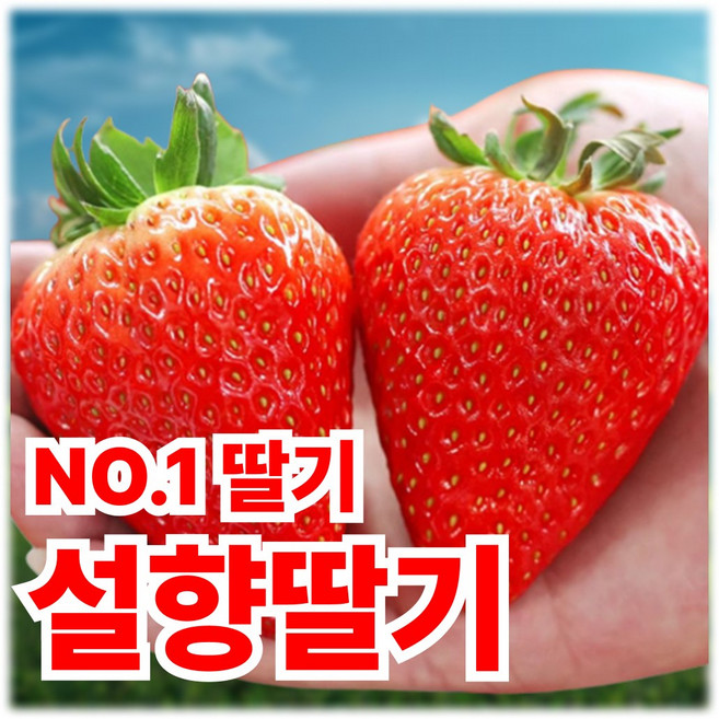 [NO.1딸기]재구매율100% 산지직송 입에서사르르녹는 명가 설향딸기, 1박스, 500g