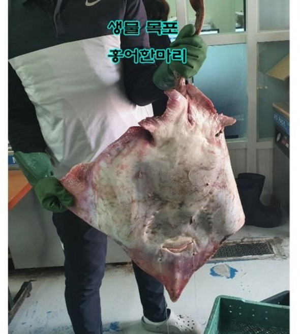 신안 암치홍어 8kg 한마리(평일3시이전 주문시 당일발송 다음날도착), 1개, 중삭/통째