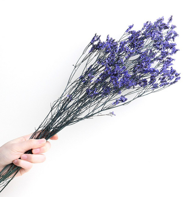 화연양화 프리저브드플라워 시네신스 시넨시스 4색 시들지않는생화, 04 벨벳퍼플