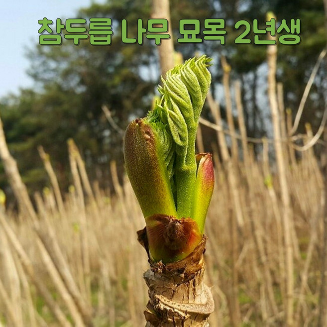 참두릅 묘목 재배 삽목 개량 두릅나무 모종 참나무 두릅묘목 2년생, 10개, 참두릅나무묘목