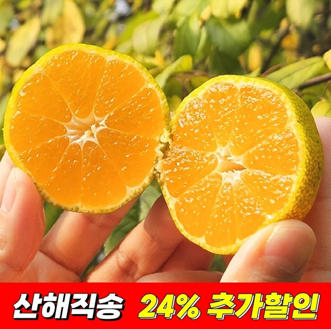 제주 노지 귤 2.5kg 및 5kg, 제주 노지 귤 4.5kg (중대형/L-2L)
