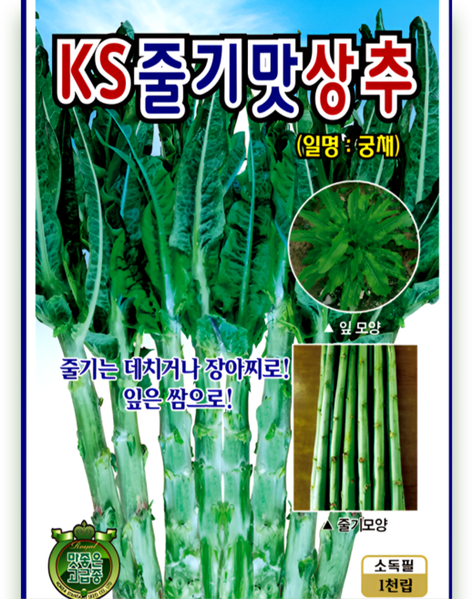 KS줄기맛상추 궁채 씨앗 잎 상추 겸용 대엽채소 1000립 ks, 1개