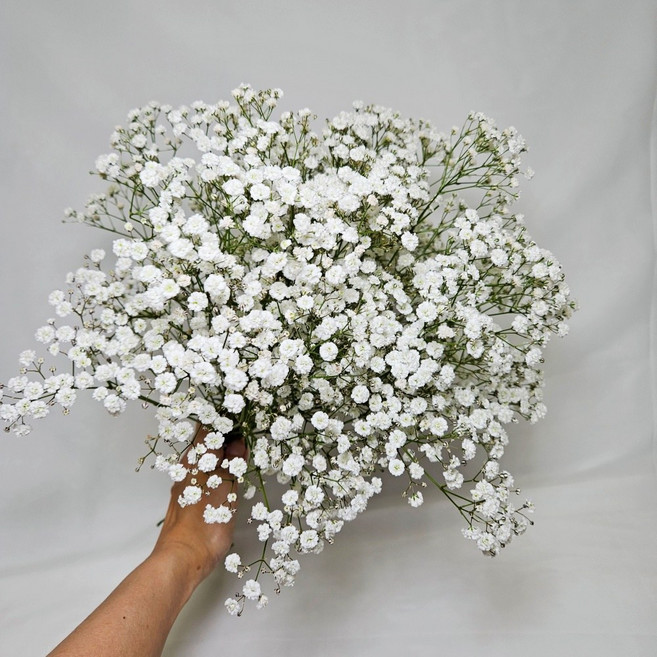 플로티오 생화 안개꽃 꽃다발 기념일, 안개꽃 화이트 소형(+영자신문포장), 1개