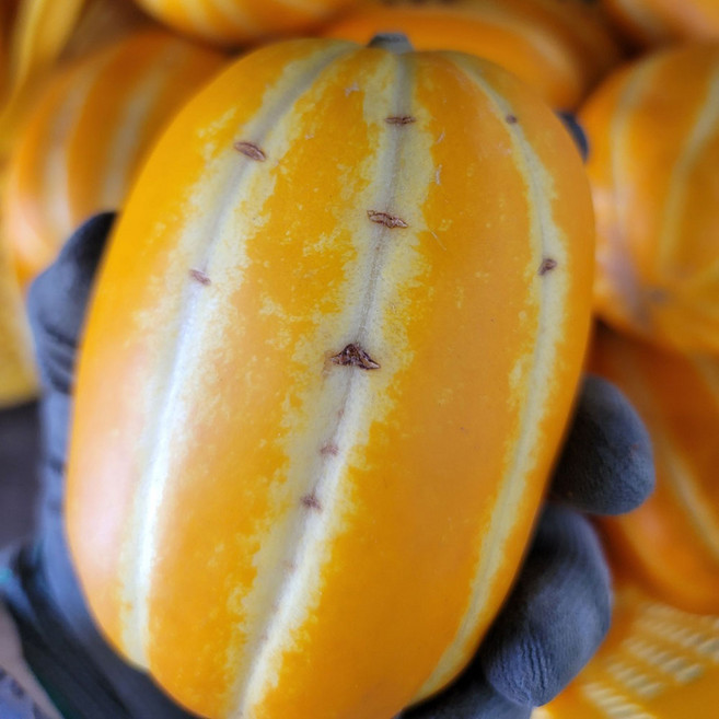 성주 꿀 참외 산지직송 당도선별 가정용, 10kg(대과), 1개