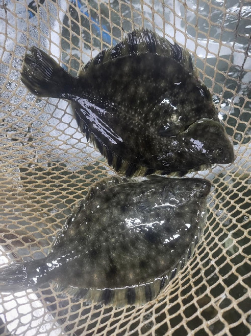행복식품 통영 강도다리 순살필렛, 250g x 1박스