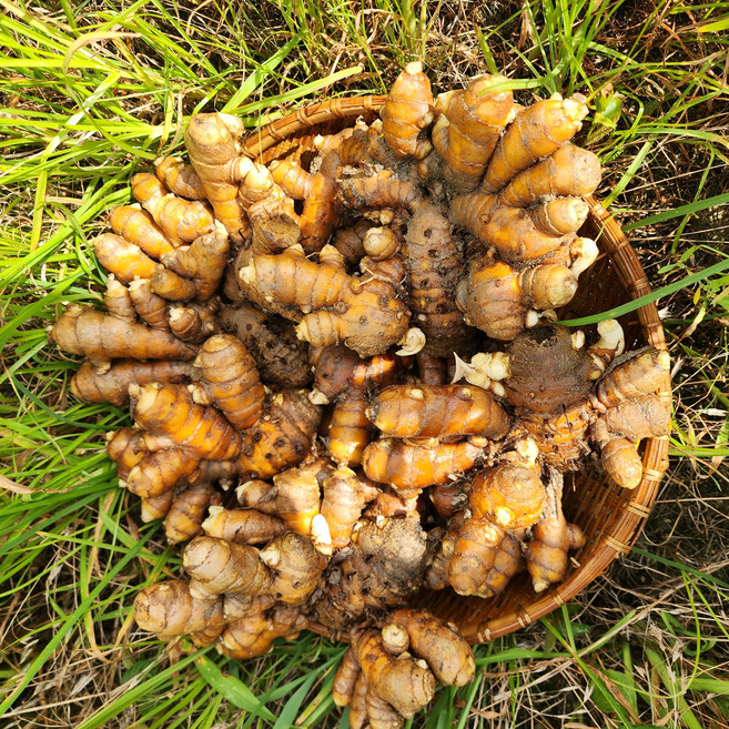 울금 생울금 강황 국산, 1개, 생울금 1kg