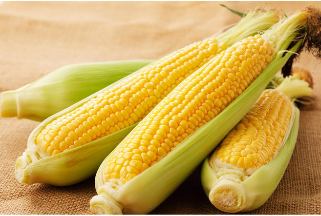 [초고당도] 초당옥수수 국내산 특품 14cm, 10개, 240g