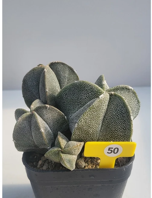 [가람다육] 난봉옥 모둠, 1개, 난봉옥 모둠50 - 쿠팡