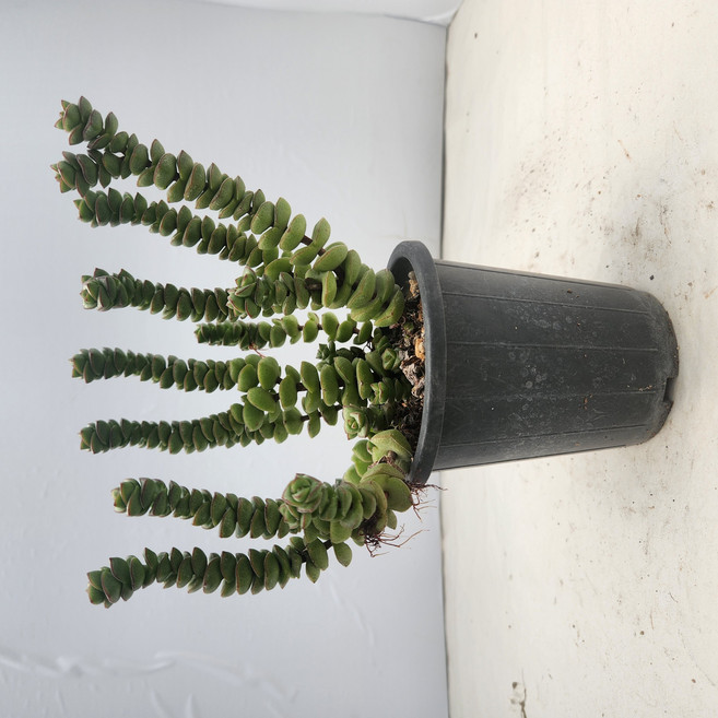 무을녀묵은둥이, 1개