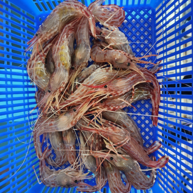 활 독도새우 도하새우 꽃새우 닭새우 3종 랜덤비율 500g, 1개