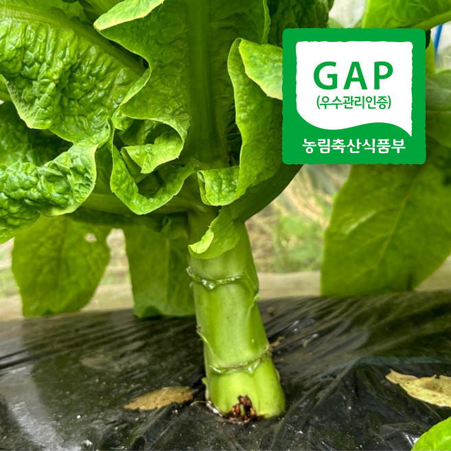 [국산100%] GAP인증 친환경 궁채 줄기상추, 1개, 1kg