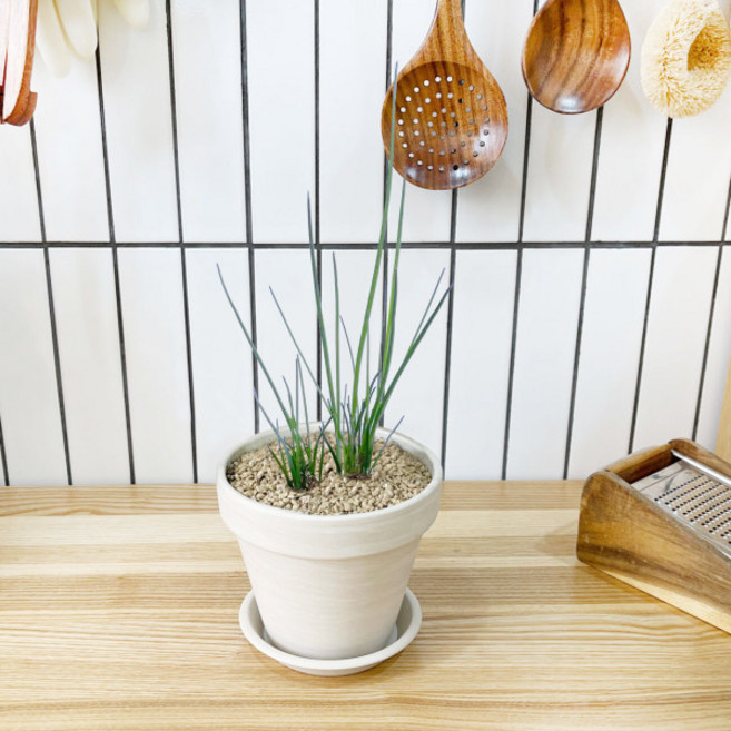 1+1 키친 허브 차이브/천연 향신료 향기나는 식물 허브 키우기, H35.차이브, H13.체리세이지