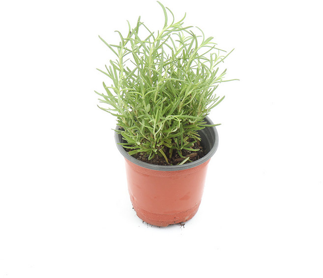 갑조네 로즈마리 소품 허브키우기 향기나는허브식물 공기정화식물, 1개