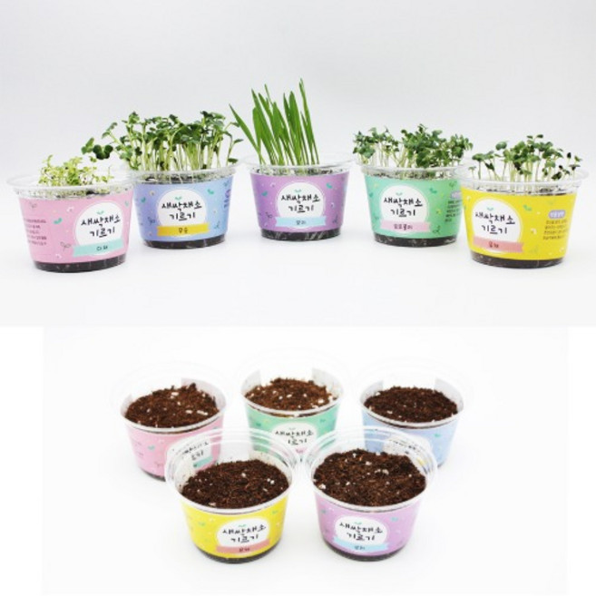 영양 한 잎 새싹채소키우기(5종), 1개