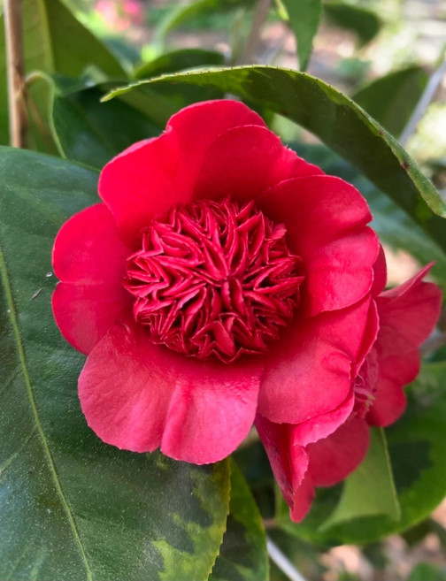 겹동백나무 가후쿠린 베니카라코 12cm 포트묘 일본동백 겹꽃 조경수 묘목