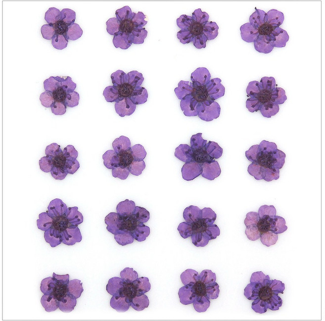 프레스코21 압화 꽃송이 조팝(보라)