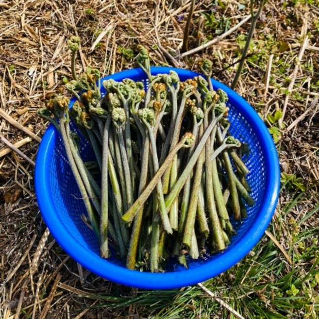 식이섬유풍부 자연산고사리 포슬포슬한 노지 햇 생 고사리1kg 나물 반찬용, 4kg