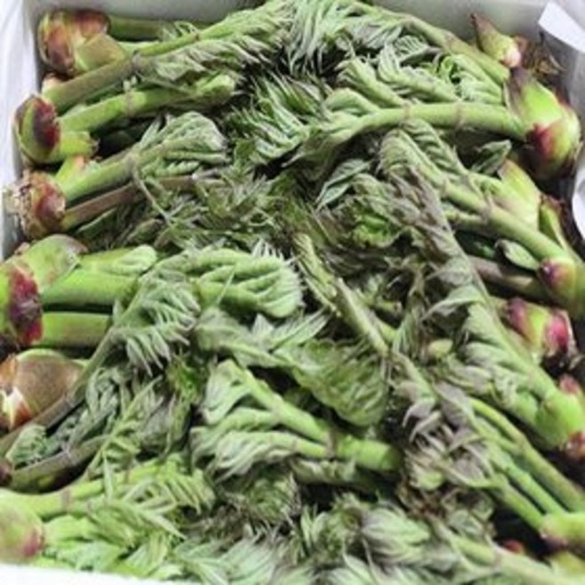 경북 청도 자연산 야생 참두릅(나무두릅) 1Kg 1박스, 참두릅 1kg