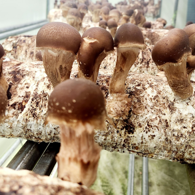 오늘출발 산지직송 국내산 무농약 친환경 참송이버섯 500g 송이향, 1개, 500g(벌크)