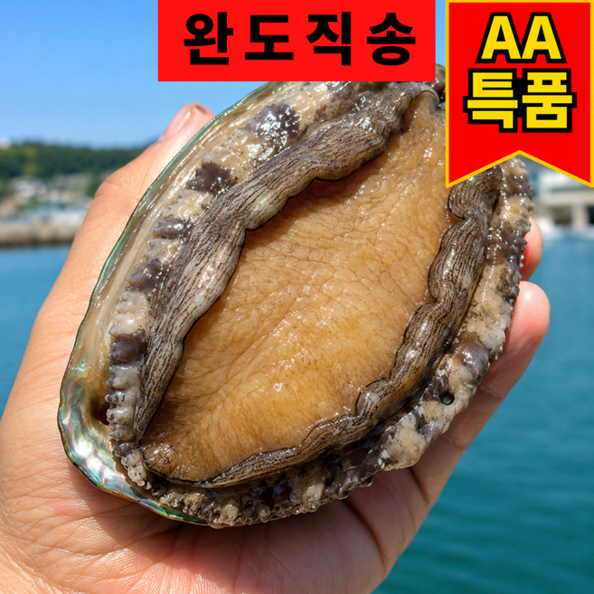 [완도직송] 산소 활 최상품 전복, 1개, 1kg 왕특대 (9~11미)