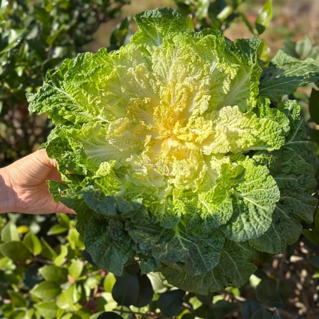 [당일수확] 3월마지막물량 해풍맞은 국내산진도 봄동, 1개, 5kg