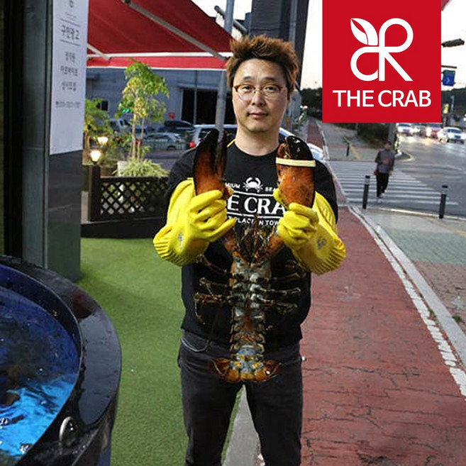 캐나다 활 점보 랍스타 1.3-2.8kg 바닷가재 랍스터, 1마리, 1.5kg