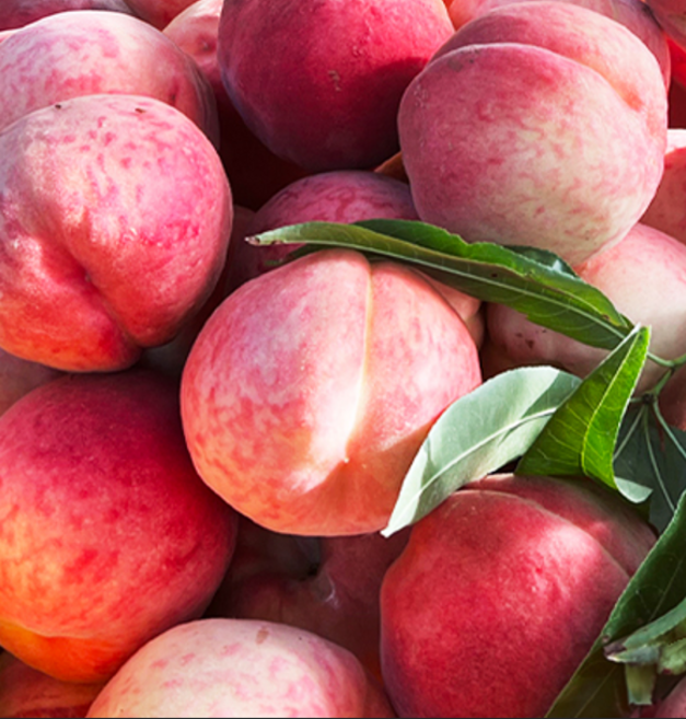 [언니네비타민]5월6일 첫 출하 하우스 복숭아, 1개, 하우스복숭아 500g 내외