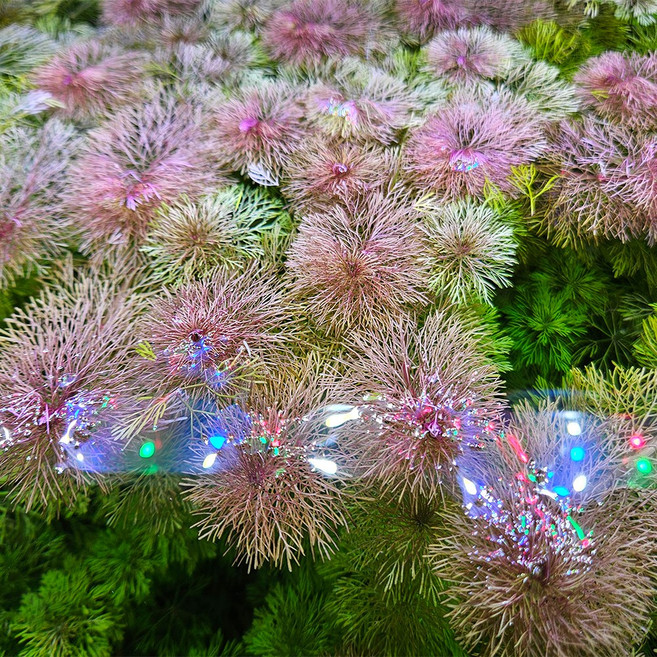 [수초대장] 암브리아 (11촉) 중후경수초