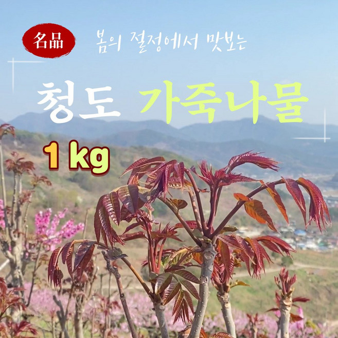 [특품] 2026년 햇순 가죽나무순, 1개, 1kg