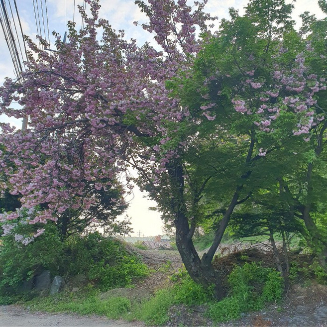 목하원예조경 겹벚나무 R3점전후 벚나무 개화주 묘목 화려한 겹꽃 정원조경수 벚꽃나무, 1개, 단일