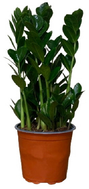 플라워뱅크 금전수(중)(fb003), 1개