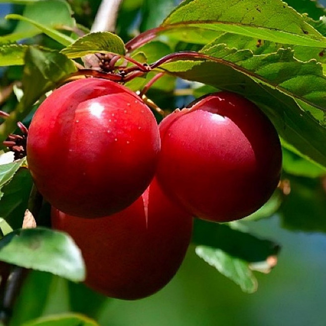 왕자두나무 묘목 / 프랑스태생 품종 추휘자두 / 풍미와 당도가 높은 맛뛰어난 대과종, 1개