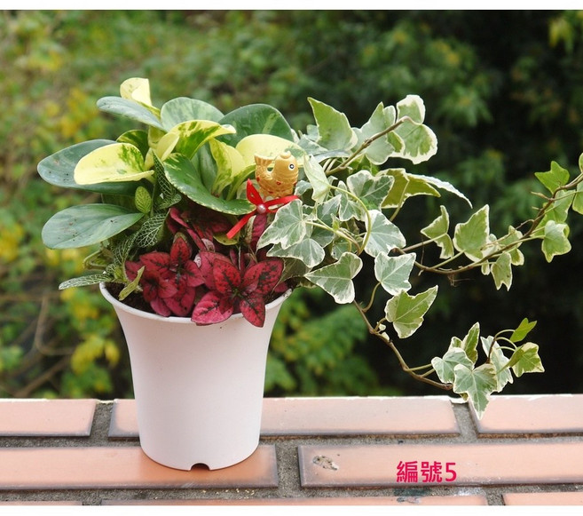花樣渼栽盆栽生活館 我的森林盆栽 組合盆 4寸 (室內清淨空氣盆栽) 室內植物 觀葉植物, 1個, 招財進寶-編號5