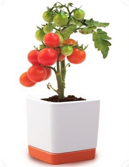 집에서방울토마토키우기 집콕놀이 아이랑식물키우기 채소 아파트베란다텃밭 씨앗심기 반려식물 씨앗발아, 1개