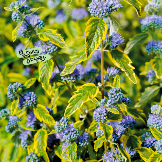 노란무늬층꽃 소품 [3포트 복남이네야생화 모종 층꽃나무 caryopteris] 썸머소르벳, 3개