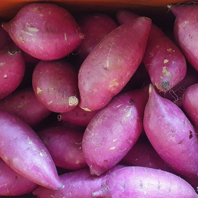 옛날 밤고구마 / 목이 메이는 퍽퍽한 햇 밤고구마 왕 사이즈, 밤고구마 왕 10kg, 1박스