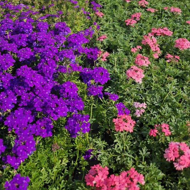 파라솔버베나 봄꽃모종 2+1, 1개