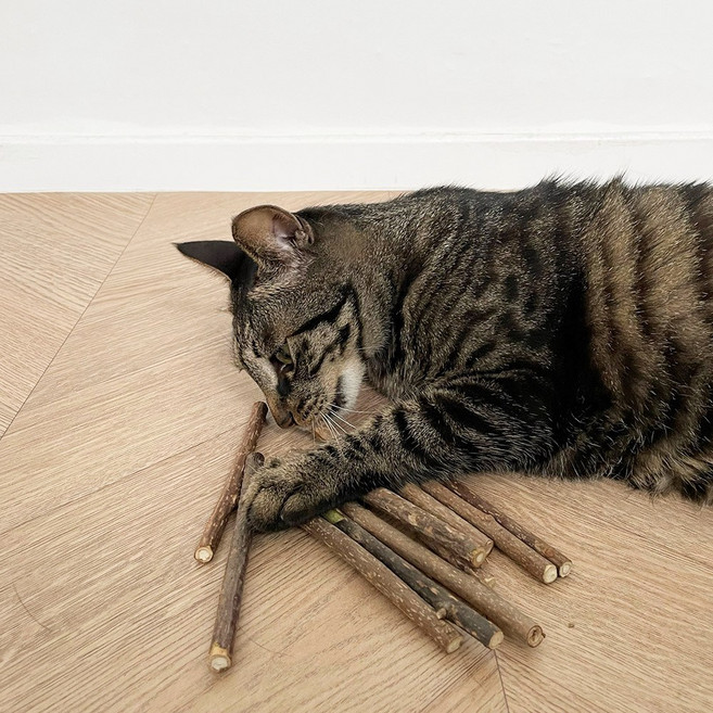 고양이 마따따비 개다래 다회용 스틱 10개입, 1개