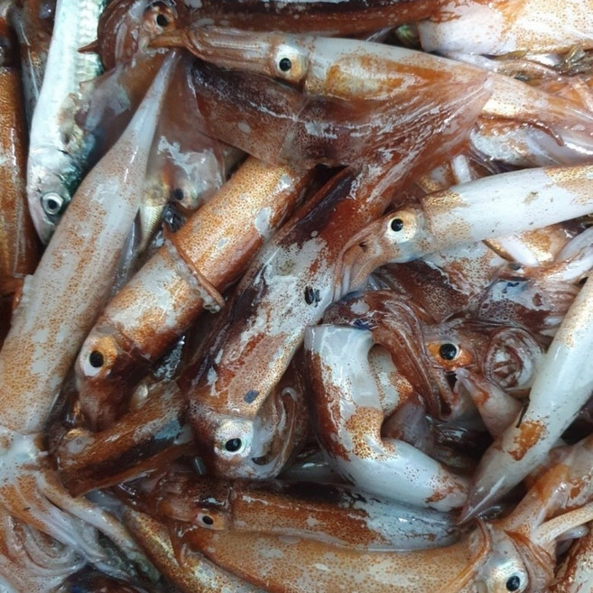 원양 선동 급냉 통찜 오징어, 1개, 500g