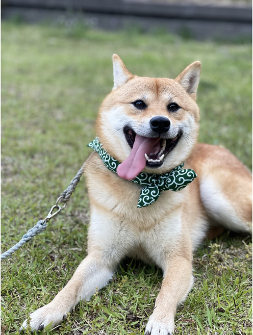 강아지케이프 당초무늬 스카프 시바견 넥케이프 목도리, 그린, 1개