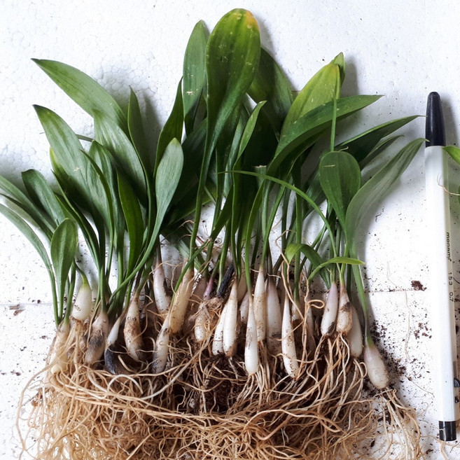 울릉도 명이나물(산마늘) 2년생 모종(뿌리) 100포기, 명이나물 2년생 모종 100포기