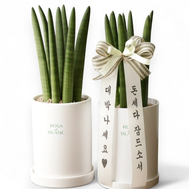 [축하카드증정] 개업 승진 집들이 선물 1위 스투키 화분 배달, 1개