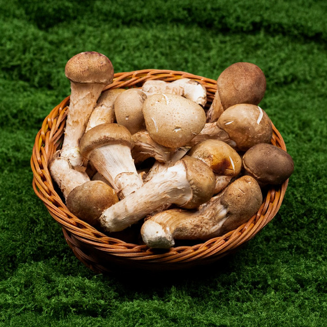 국내산 산지직송 참송이버섯, 1박스, 500g(중품)