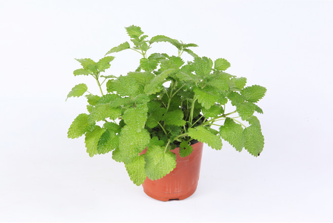 레몬밤화분 4개