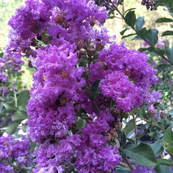 배롱나무 자금령 퍼플 백일홍 포트묘 정원수 꽃나무 조경수 여름꽃 A01, 자금령-포트묘