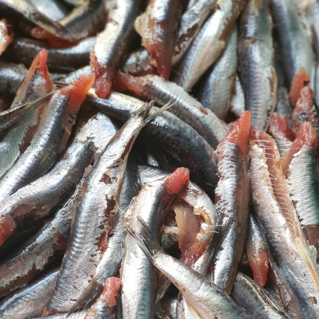 기장 국내산 생 멸치회 1kg 횟감용 조림용, 생멸치 회용, 1개