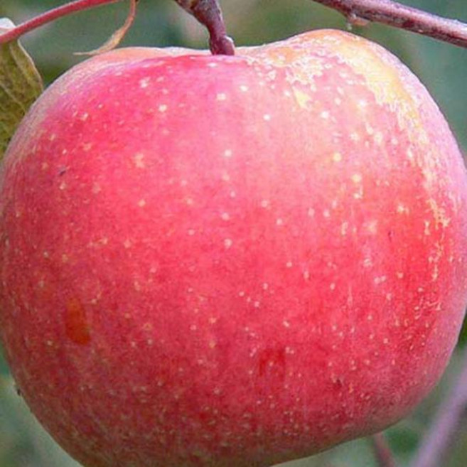 충청농원 미니사과나무 결실주 3년생 분묘, 1개, 4년생, 알프스오토메